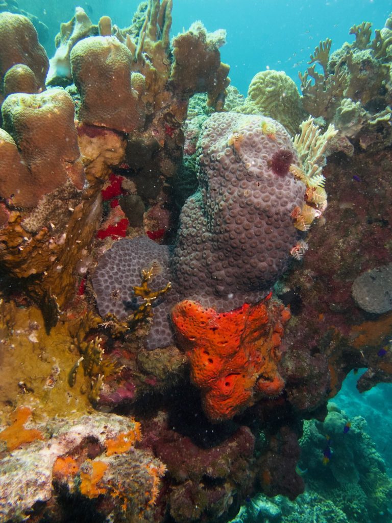 Corals and sponges