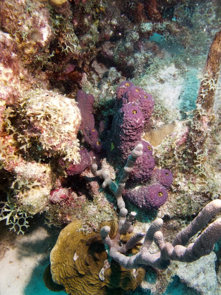 Branching Tube sponges