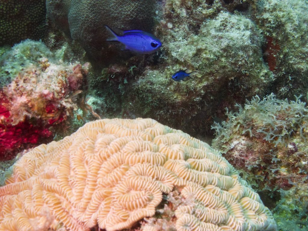 Blue Chromis and brain coral