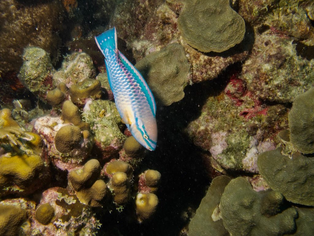 Princess Parrotfish (terminal phase)