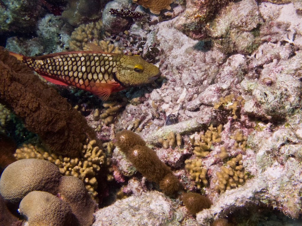 Stoplight Parrotfish (initial phase)