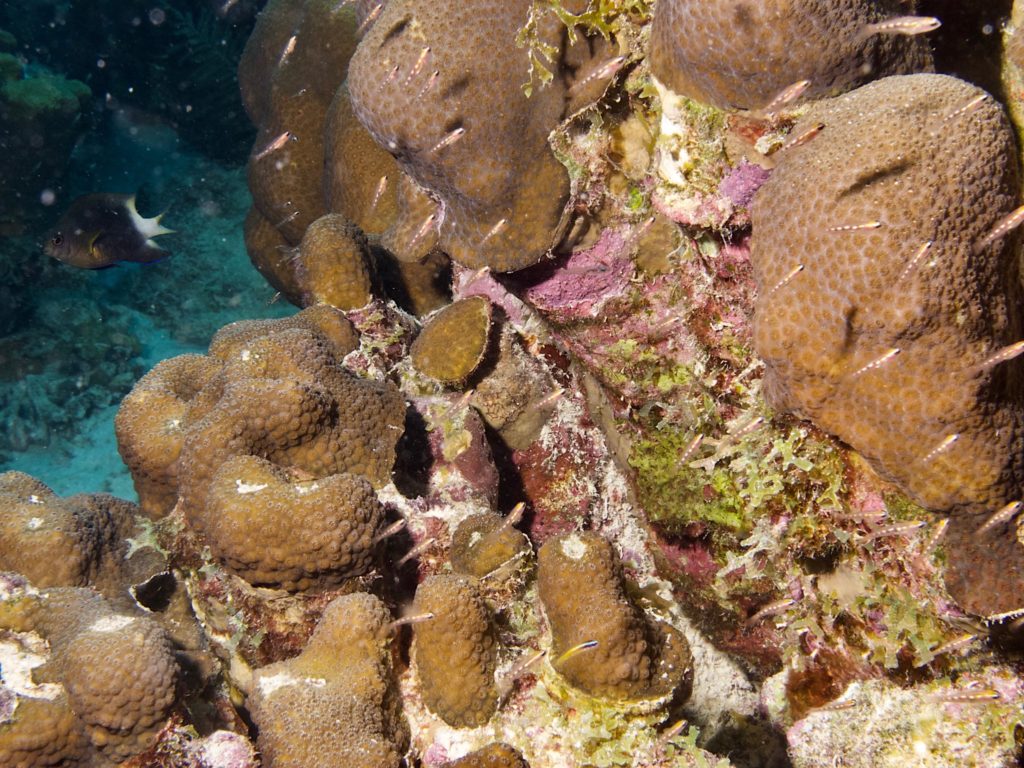 Gobies swarming around the coral