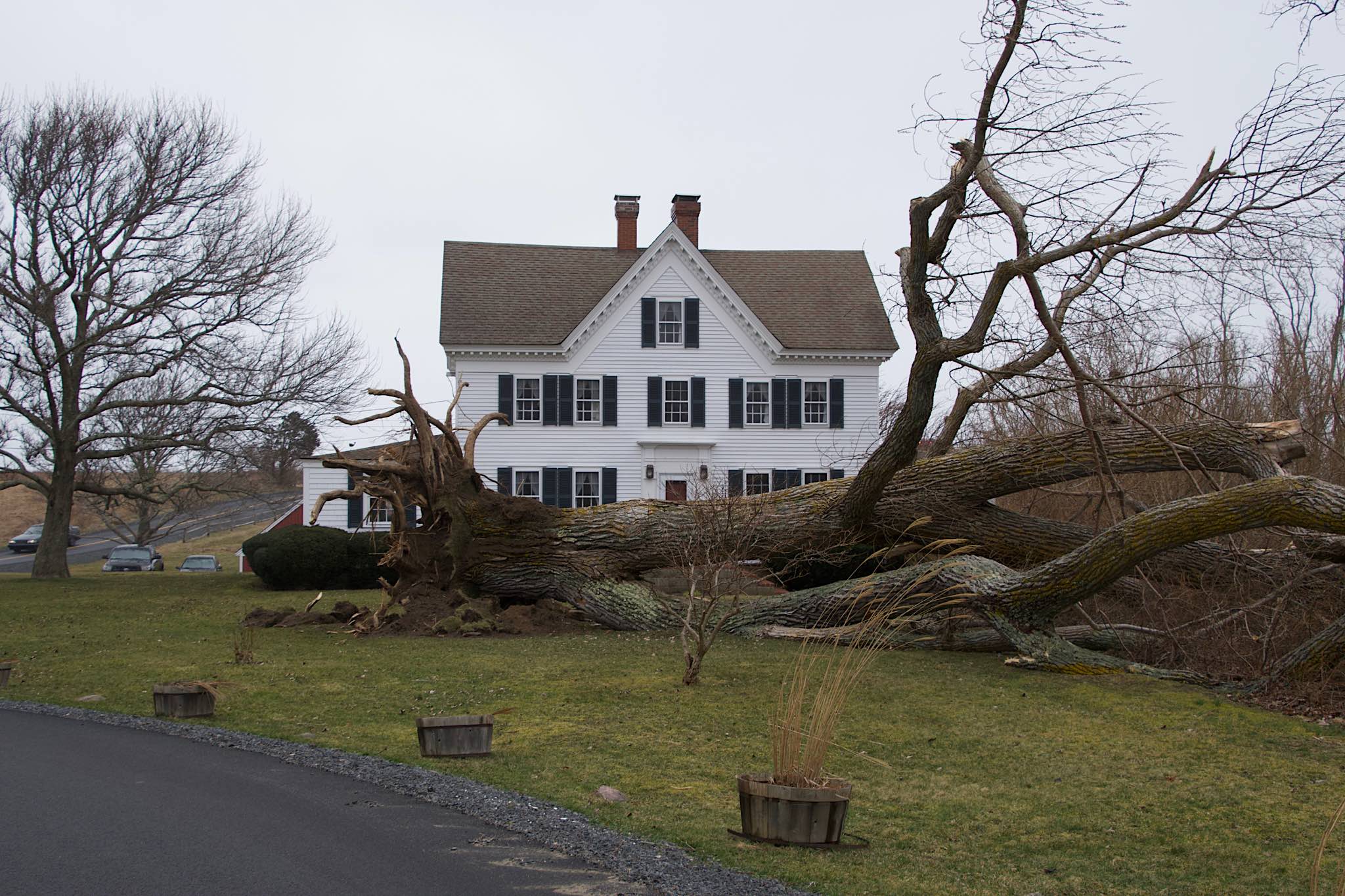 Fallen tree near Fort Hill