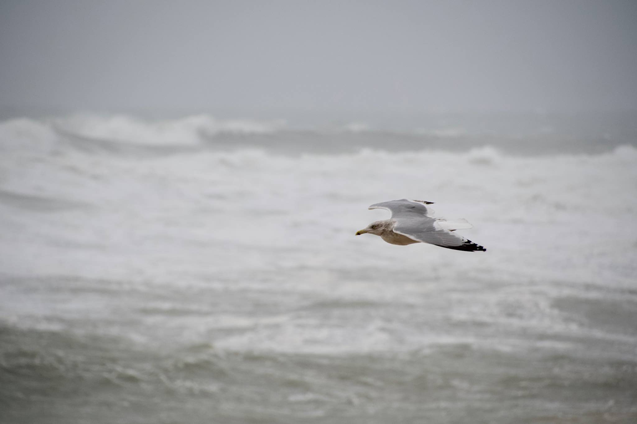 A Seagull soaring over the waves