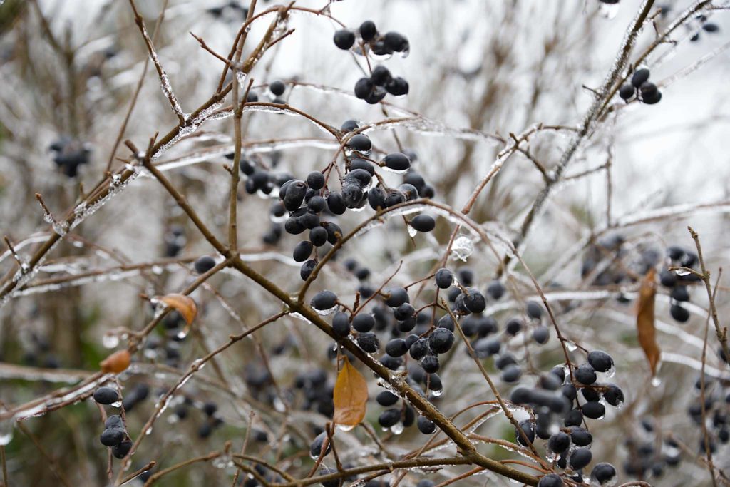 Hedge Berries covered in ice