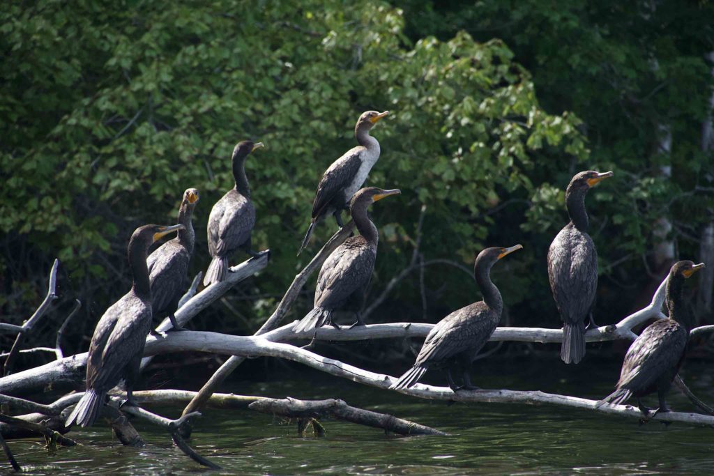 Cormorants at attention on a dead tree