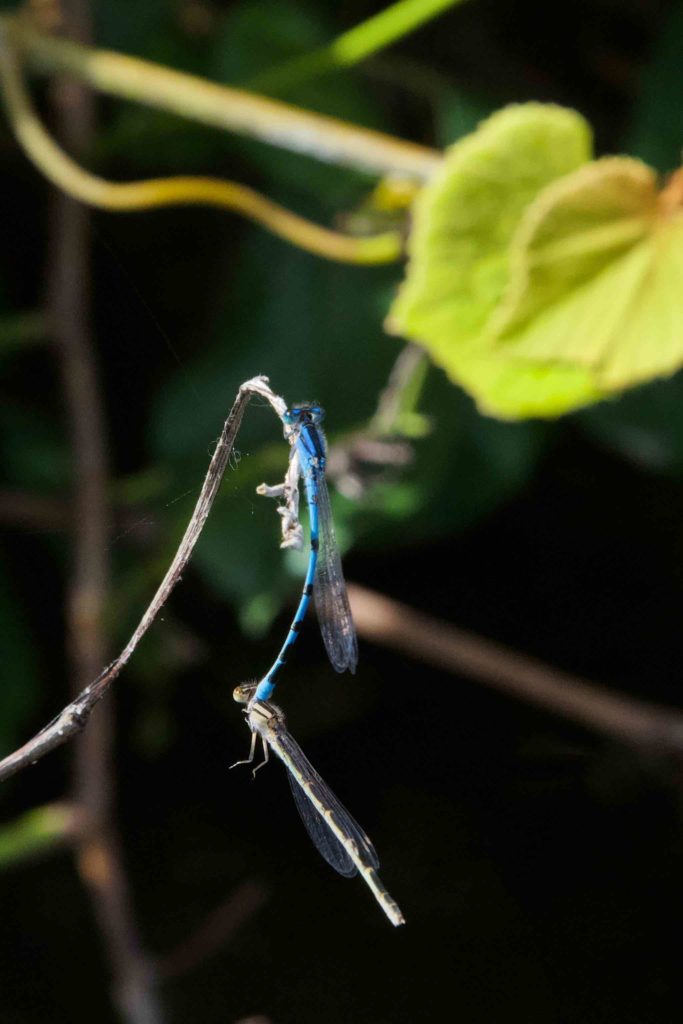 Pair of blue dragonflies