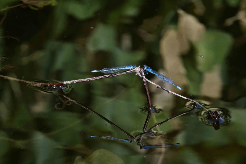 Dragonflies on a twig in the water