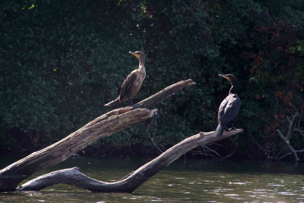 Cormorants on a dead tree