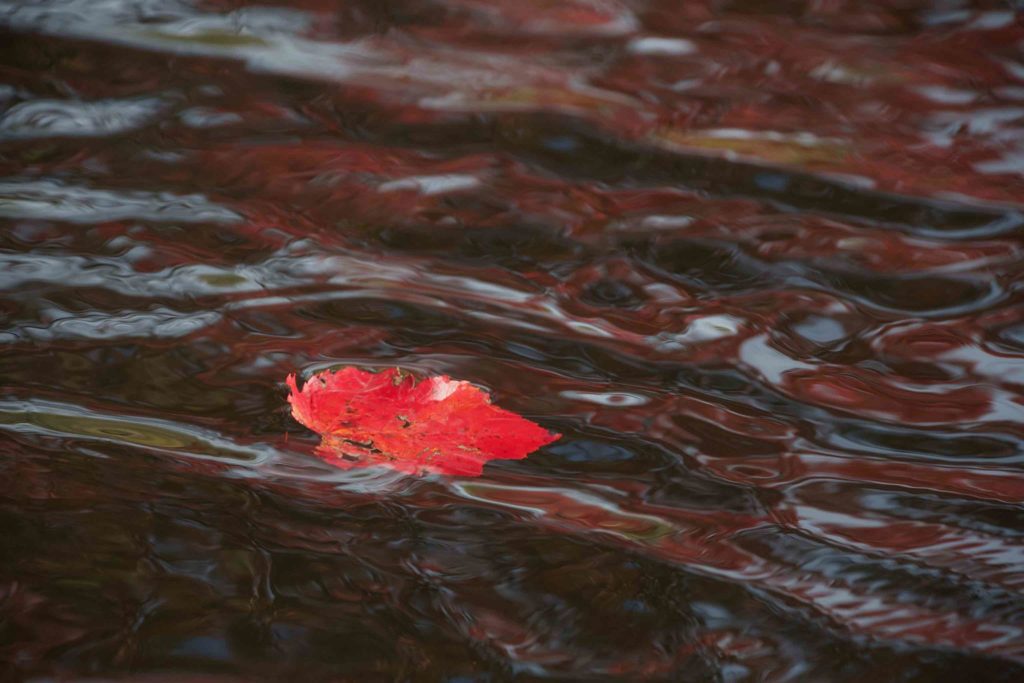 Leaf on the water
