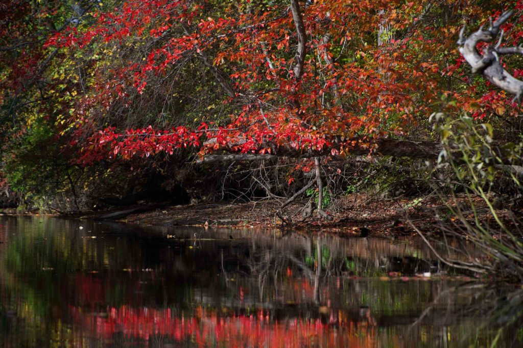 Red leaves along the river