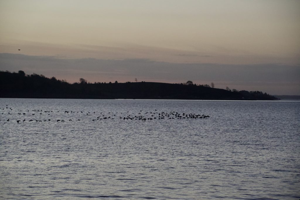 Birds flocking across the water
