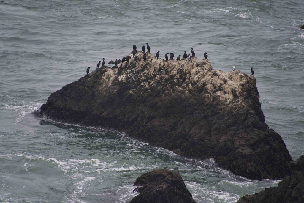 Cormorants on a rock near the Point Bonita Lighthouse