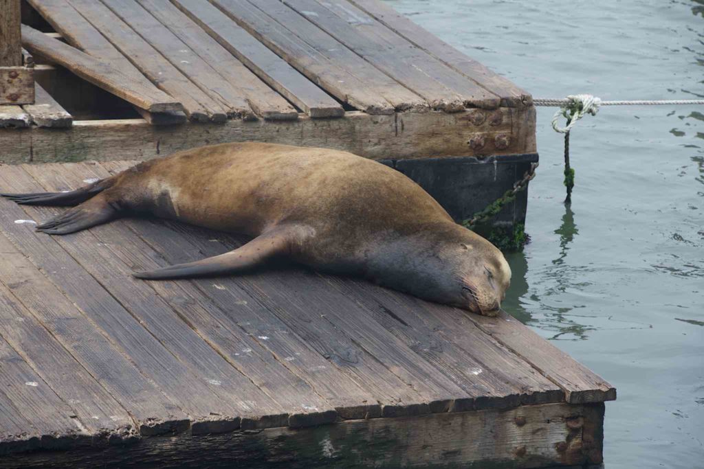 Sea Lion sleeping