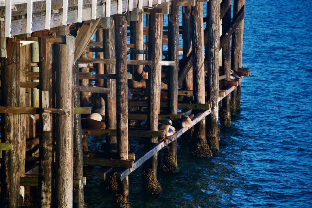 Sea Lions on the pilings
