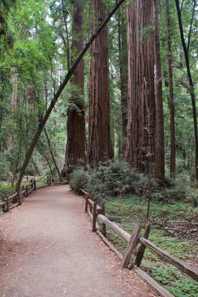Walking past Redwoods