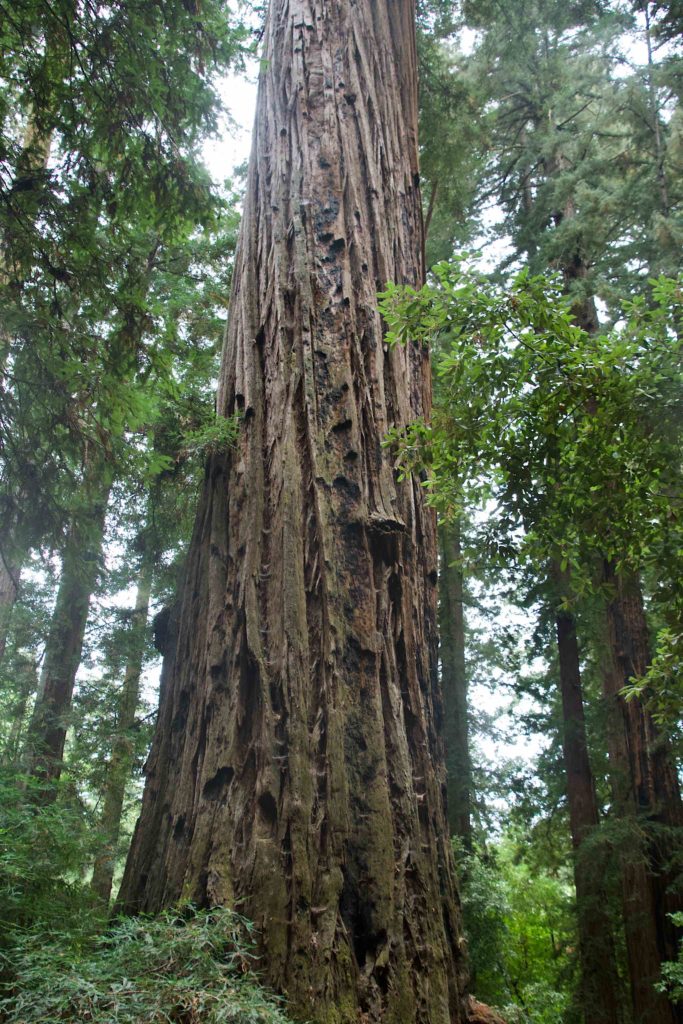 Redwood trunk