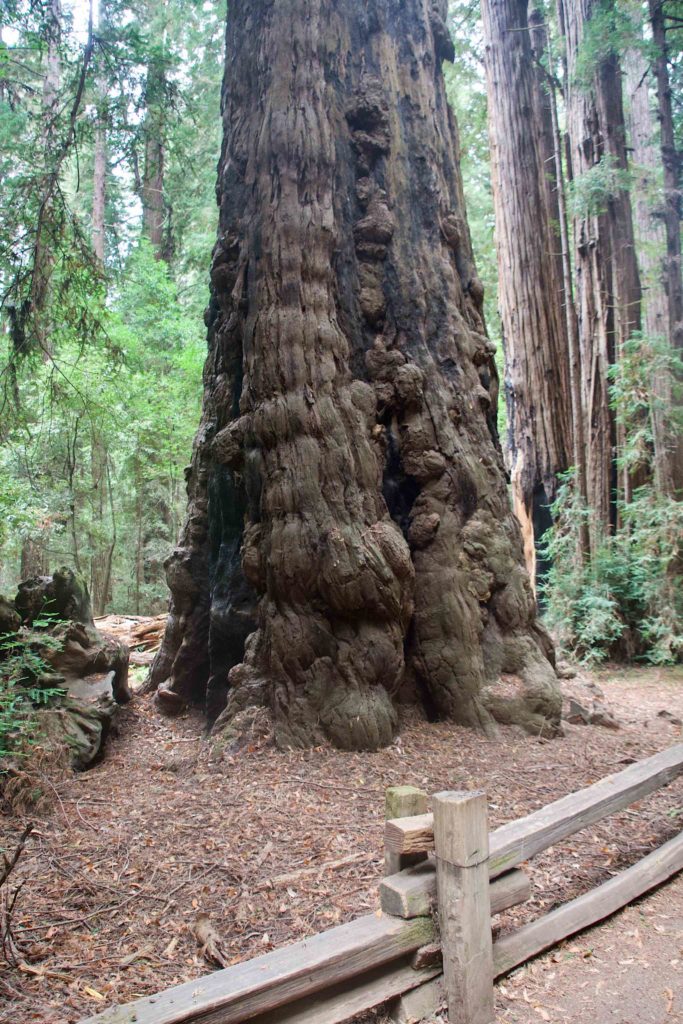 Redwood with burls
