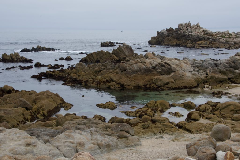 Rocks at Pacific Grove
