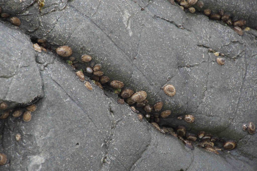 Periwinkles on a rock.