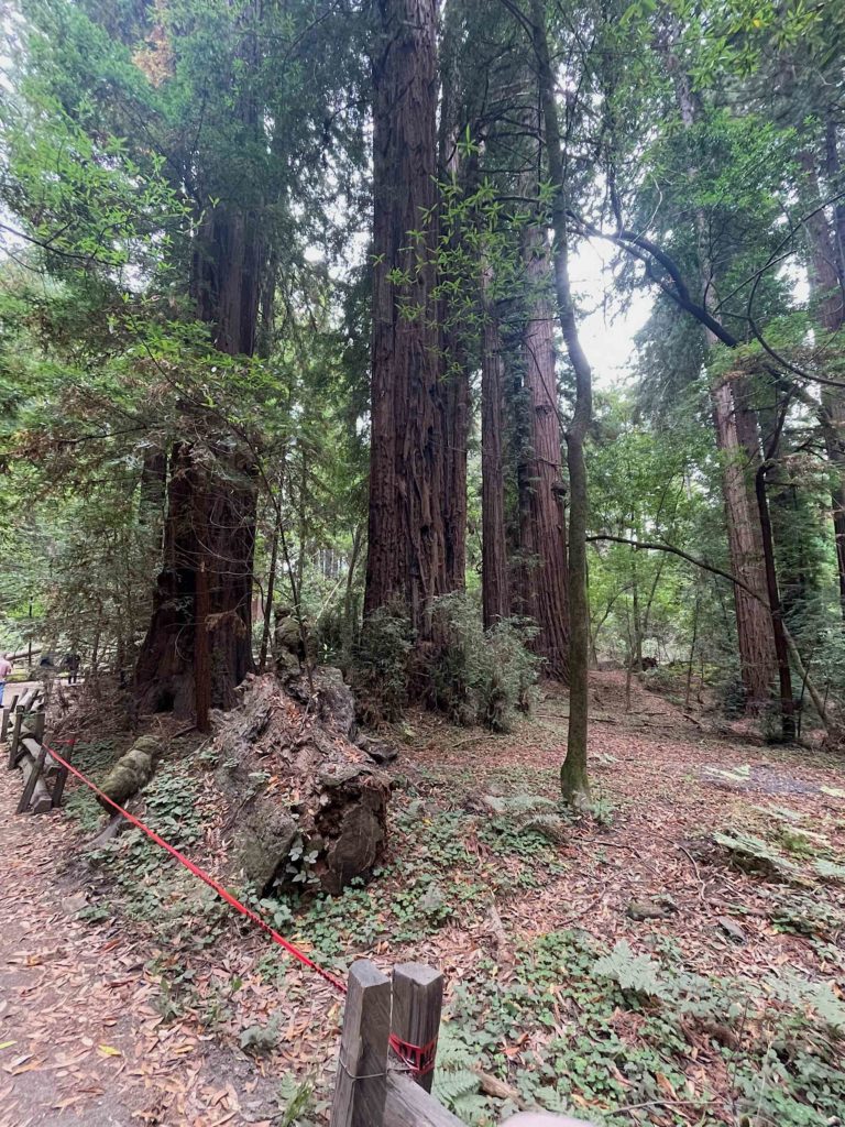 Stand of Redwoods