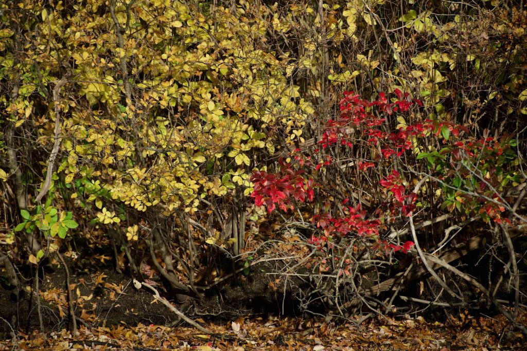Red leaves juxtaposed against yellow leaves