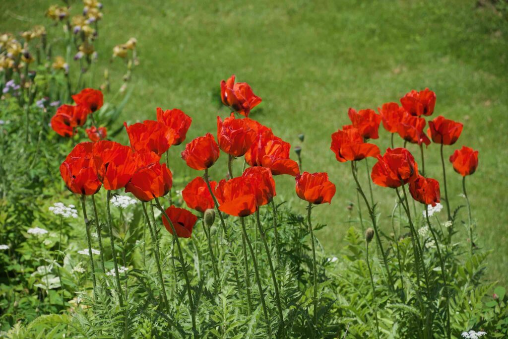 Poppies at the Coolidge Homestead