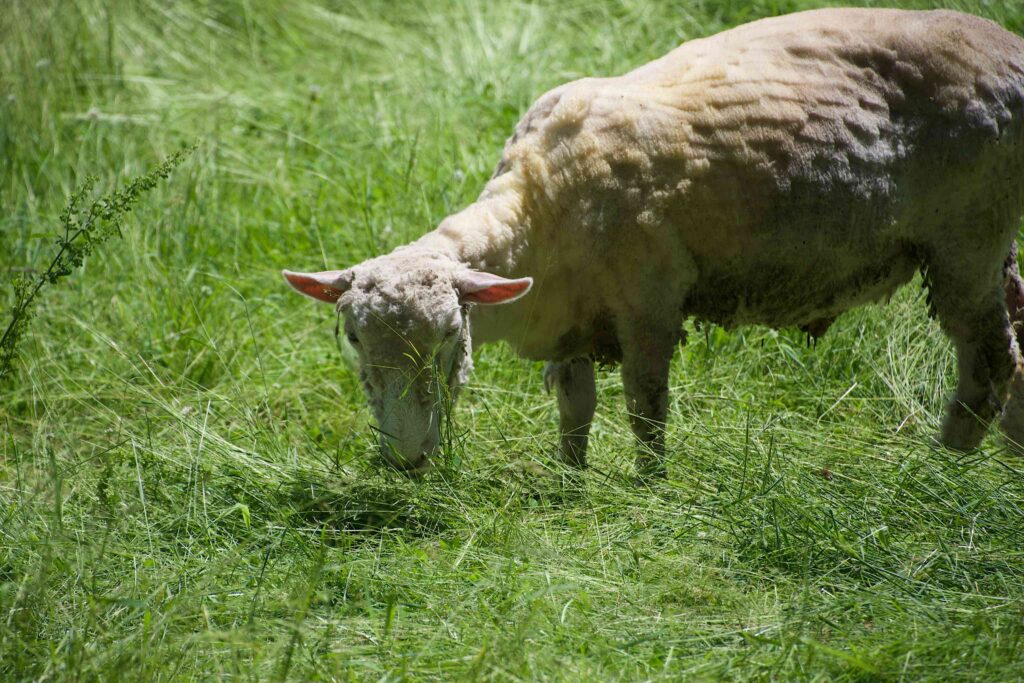 Lamb at the Coolidge Homestead