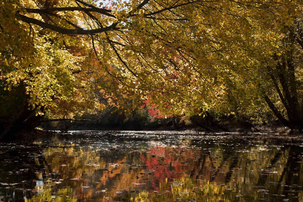 Overhanging branches with backlit yellow and red leaves reflected in the water