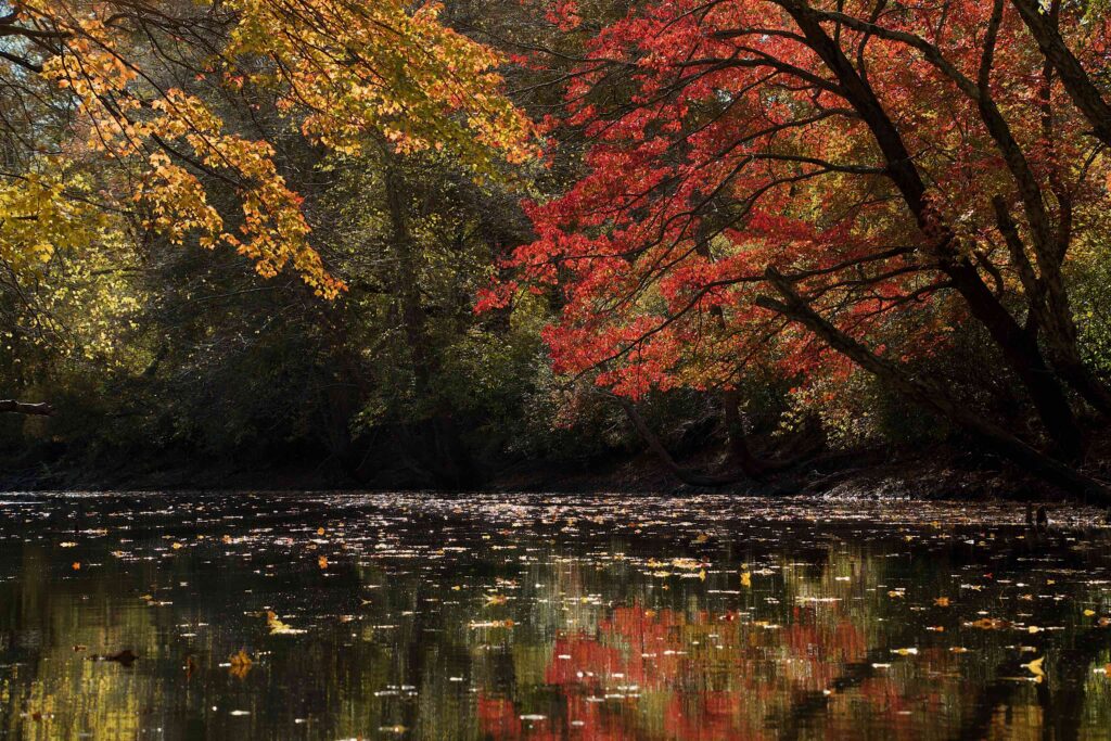 Gold and deep red