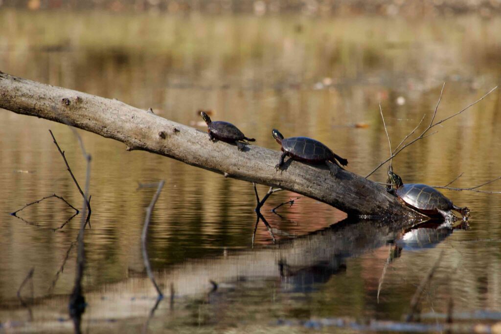 Turtles basking on a dead tree.