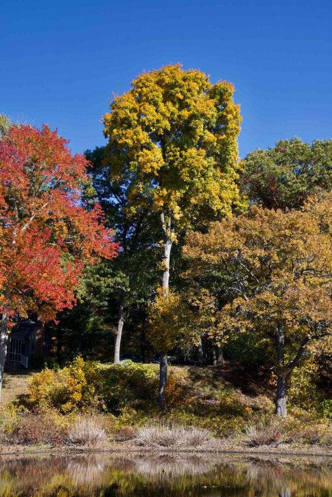 Tree with flushes of gold