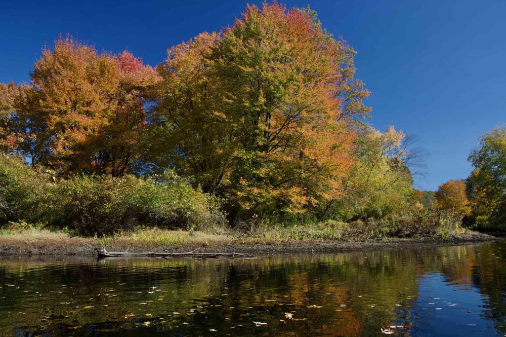 Fall foliage