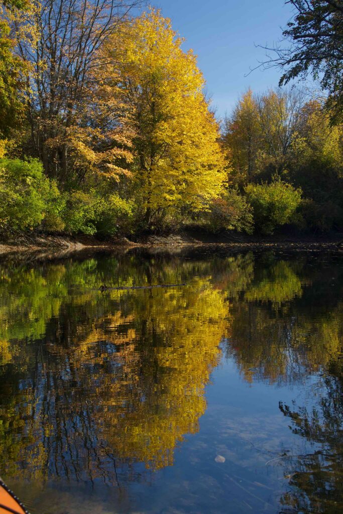 Yellow tree and its reflection