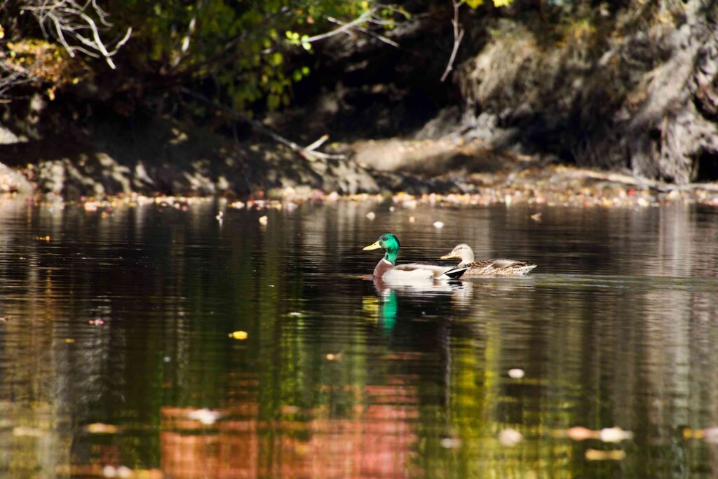 Mr. Mallard