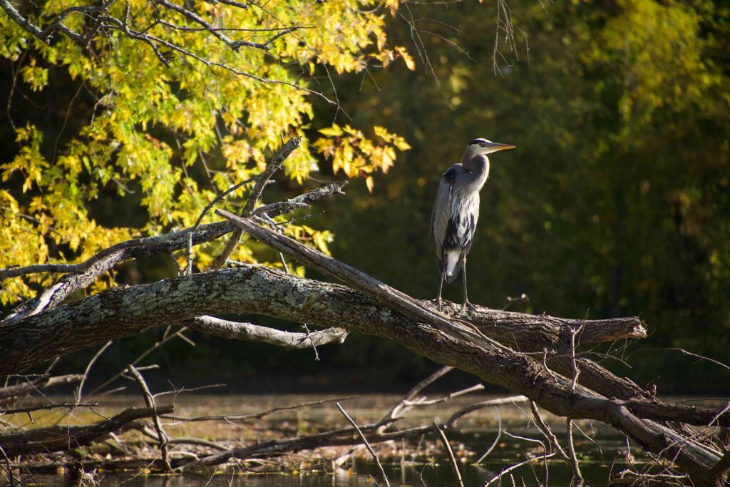 Great Blue Heron