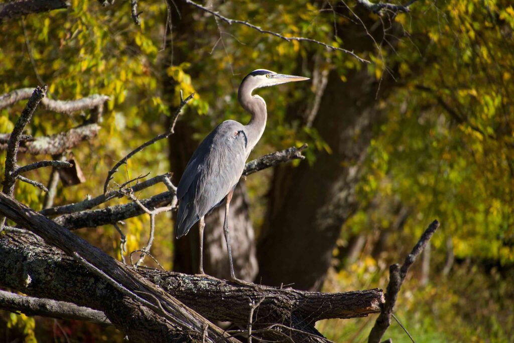 Great Blue Heron