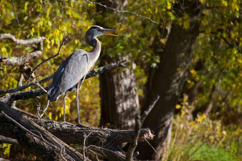 Great Blue Heron