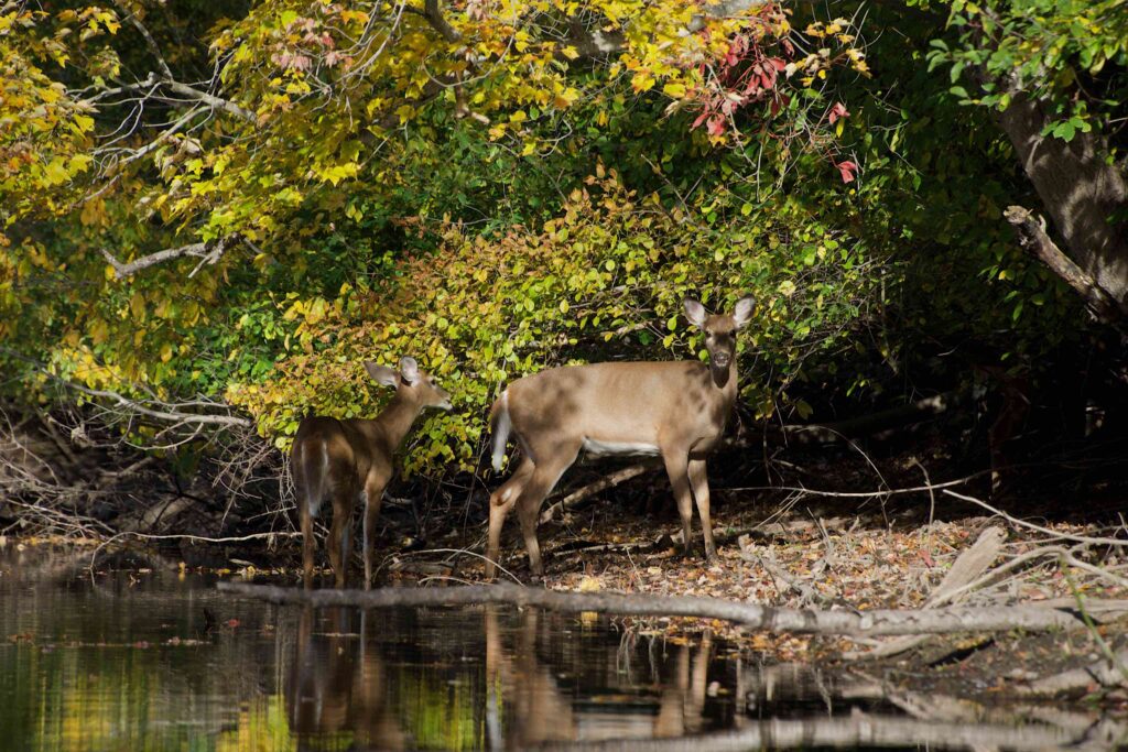 Fawn and Doe