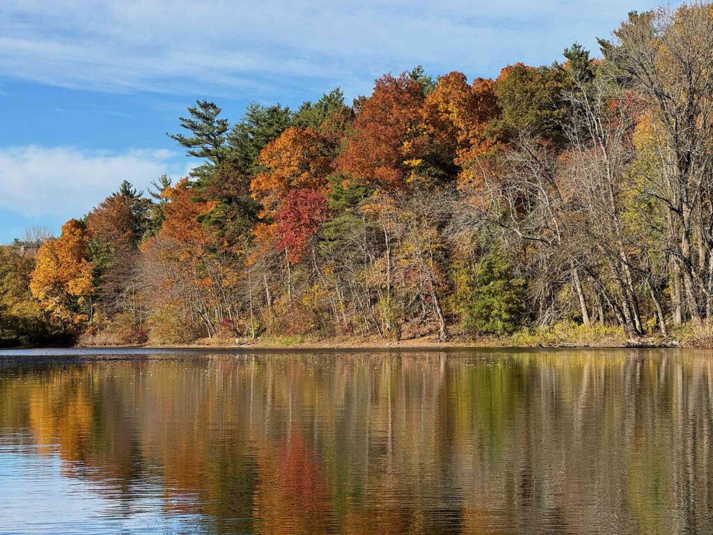 Trees along the riverbank