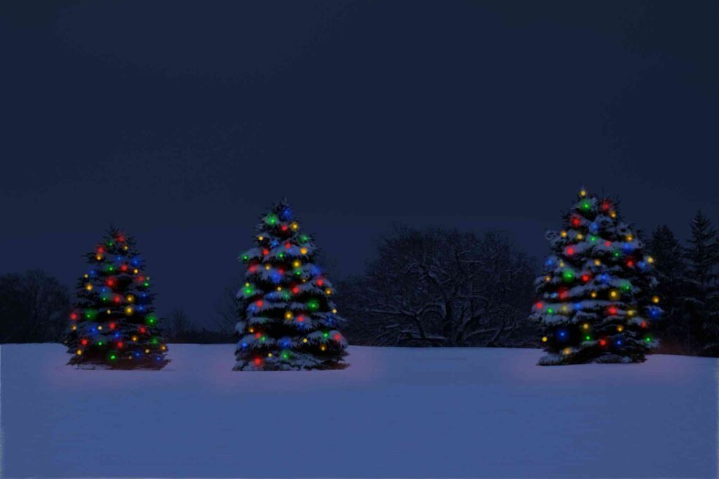 Trees at night