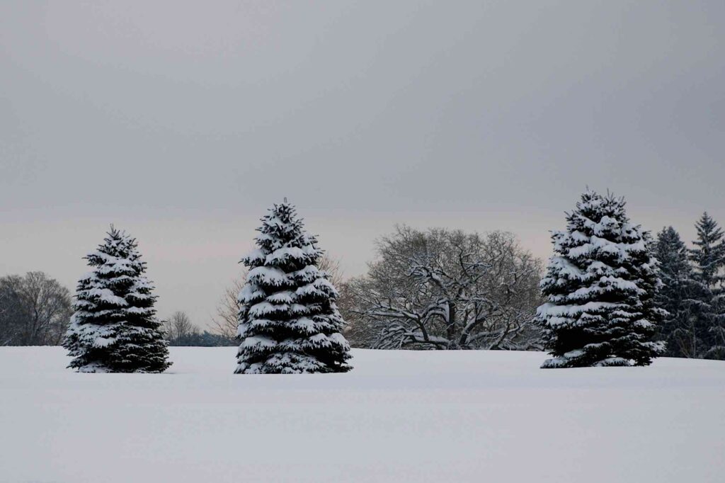 Three evergreens in snow