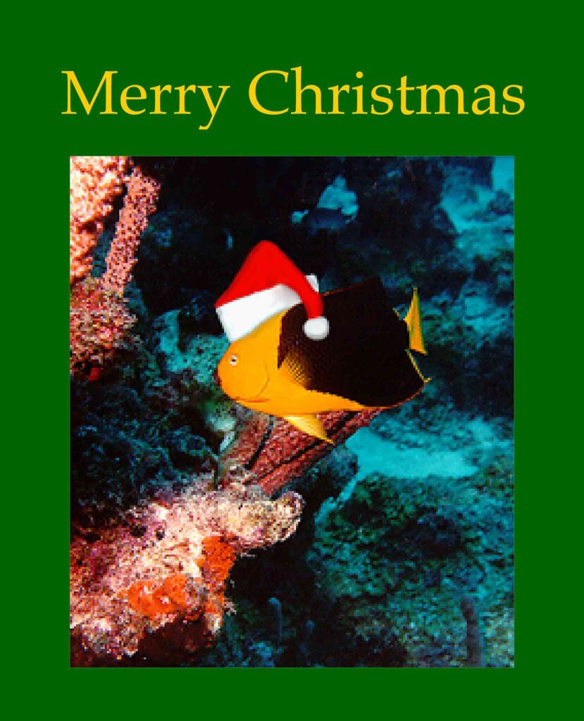 My 1997 card. Picture of a yellow fish wearing a Santa hat on a green background with the text 'Merry Christmas'