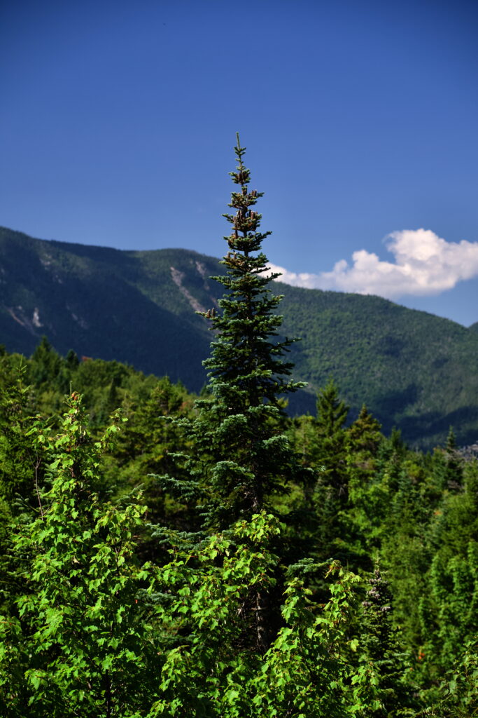 Tree and mountains