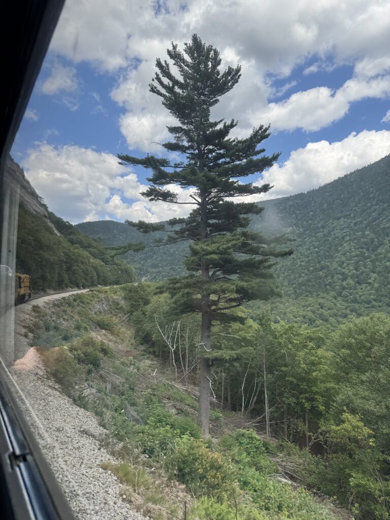 Tall tree and curving tracks