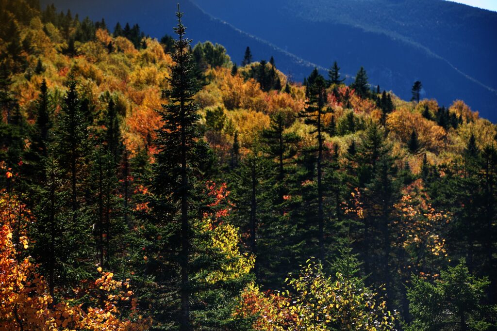 View from Kancamancus outlook