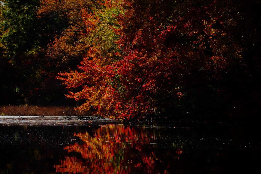 Red and Orange Leaves