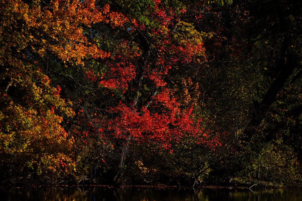 Leaves between the railroad bridge and the golf course