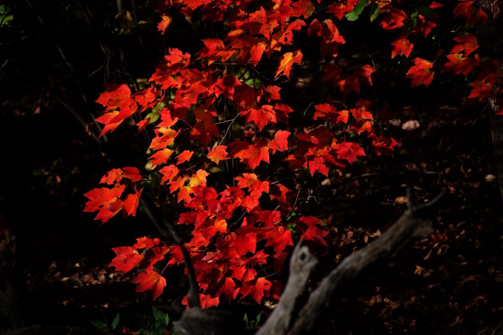 Red Leaves