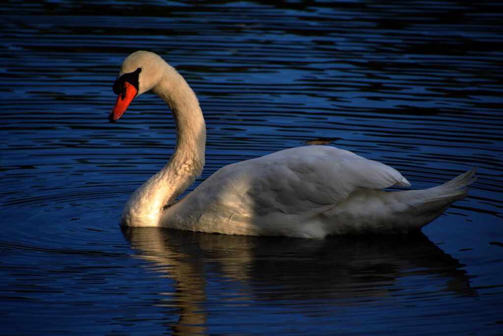 Swan
